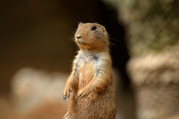 view of a prairie dog in the wild