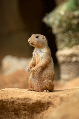 view of a prairie dog in the wild