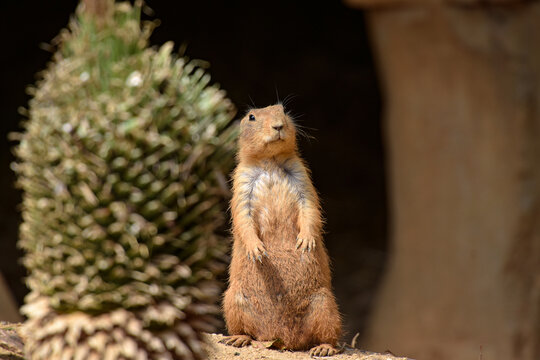 view of a prairie dog in the wild