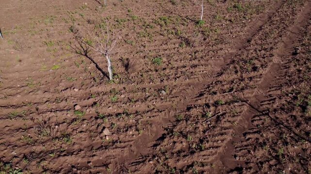 Aerial tilt-up shot from ground to horizon over young pistachio trees awakening in early spring.