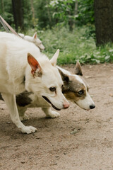 Obraz premium professional dog walker walks with pack of dogs on leashes in park or in green forest, dog handler enjoys walking with animals. training and upbringing and care of pets. dogs from the shelter.