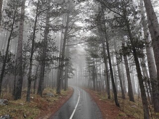 road in the forest