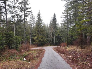 road in the forest