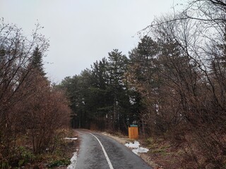 road in the forest
