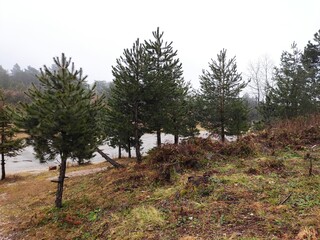 pine trees in the forest