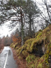 road in the forest