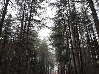 pine trees in the forest
