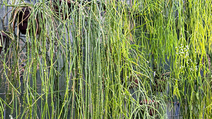 Obraz premium Green Plants Grow on a Fence in a Garden During Daytime in a Residential Area