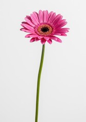 Single vibrant pink daisy flower with delicate petals standing out brightly against a clean, crisp white background, daisy, tranquil, crisp
