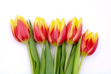 bouquet of red tulips in a row 