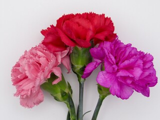 Pink and red carnations on white background 