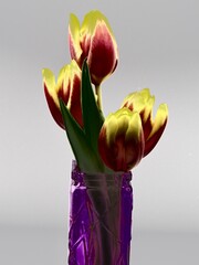 tulips in vase