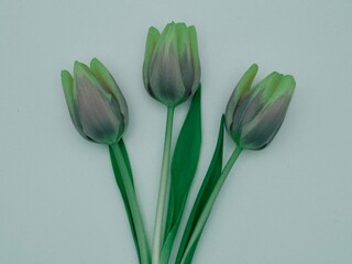 Three tulips on a grey background 