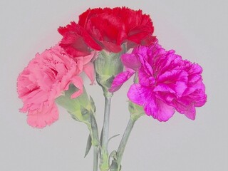 carnation flowers on a white background