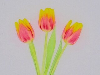 red and yellow tulips
