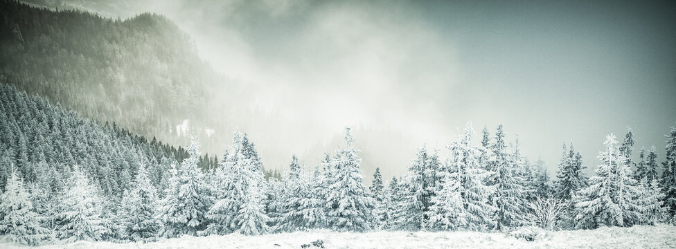 winter landscape with snowy fir trees in the mountains