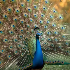 Fototapeta premium peacock with feathers out of focus