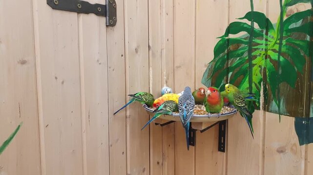 Footage of the different types of parrots in the aviary. Birds