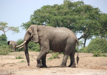 Obraz premium African Elephant (Loxodonta africana), aka African Bush Elephant, near the Kazinga Channel in the Queen Elizabeth National Park, Uganda, Africa.