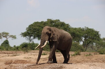 Obraz premium African Elephant (Loxodonta africana), aka African Bush Elephant, near the Kazinga Channel in the Queen Elizabeth National Park, Uganda, Africa.