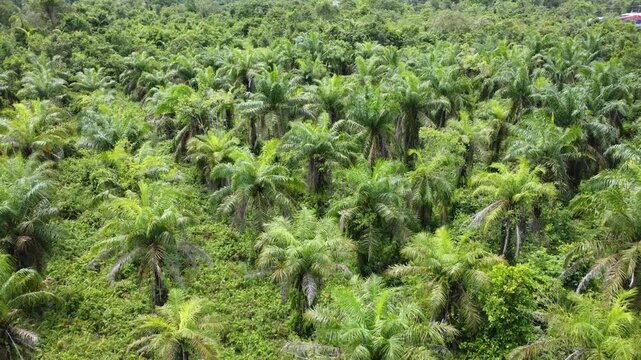 Low-flying drone view of oil palm plantation on waterlogged land