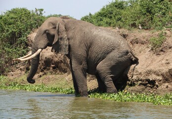 Fototapeta premium African Elephant (Loxodonta africana), aka African Bush Elephant, on the banks of the Kazinga Channel in the Queen Elizabeth National Park, Uganda, Africa.