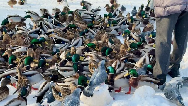 Man feeding ducks on snowy pond, park visitor tossing bread pieces to large flock of hungry mallards and pigeons, wings flapping, feathers.