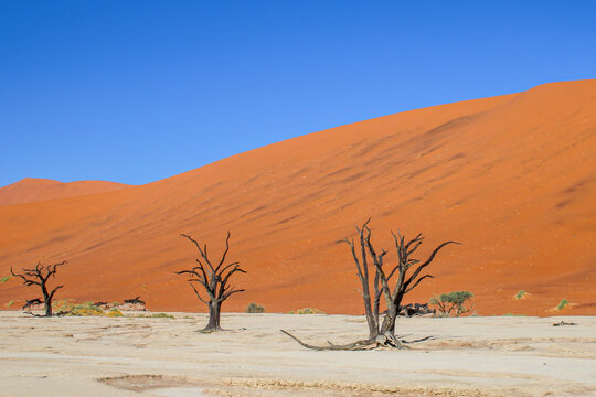 Namibia - Namib Naukluft Park - Deadvlei - Scenic view of three dead camel thorn trees scattered on white clay pan in desert