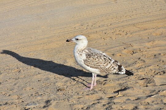 Larus argentatus. Herring gull. Arabian Sea. Oman. February.