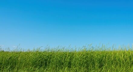 A vibrant natural scene featuring dense, swaying green grass growing along the edge of a road beneath a wide expanse of bright blue summer sky, clear, meadow, growth