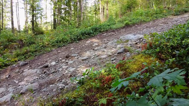 A very steep incline on a rocky path in the forest Taken during a sunny summer day with trees and spots of sunlight shining through the bush and trees.