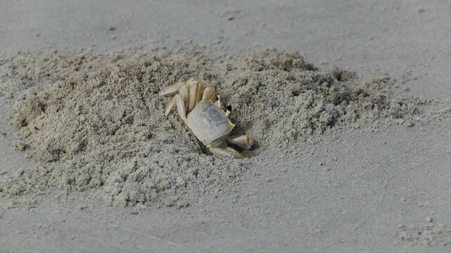  An Atlantic Ghost Crab (Ocypode quadrata) emerges from its burrow on an ocean beach near South Carolina. This crustacean is an abundant species along the East coast. 