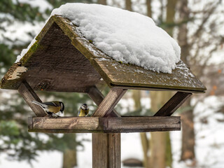 Two Great Tits Feeding at Snow-Covered Wooden Bird Feeder in Winter Garden © Roman Milert