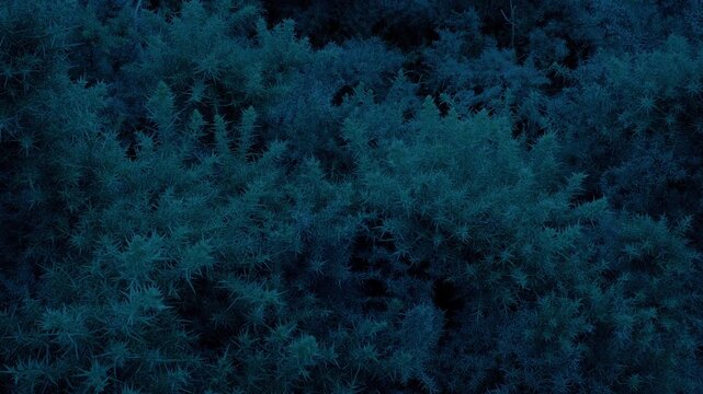 Spiky Gorse Bushes On Windy Evening