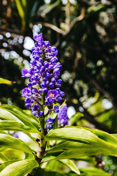 Beautiful vertical view of the blue flower of Dichorisandra thyrsiflora.