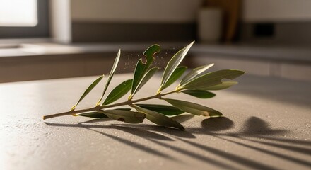 Obraz premium Olive Branch with Green Leaves on Table in Natural Sunlight Minimal Interior Scene