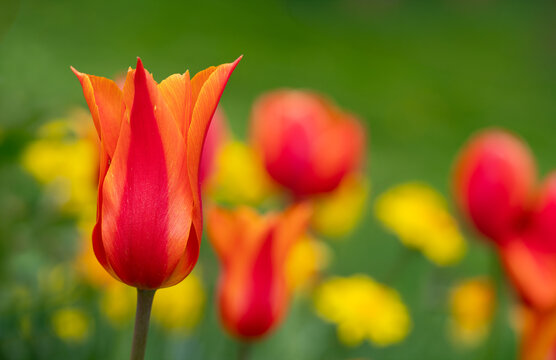 Two toned orange lily flowering tulips in the home garden.