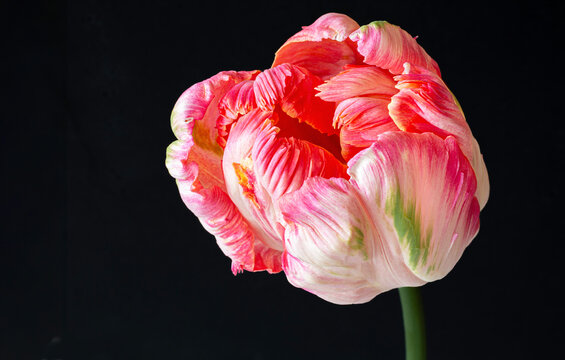 Apricot parrot tulip on a black background.
