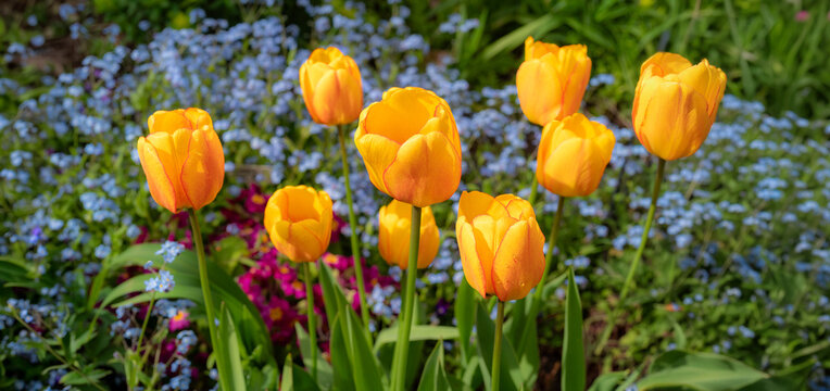 Blushing Alphedoorn tulips in a home garden flowerbed.