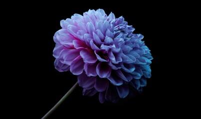 a purple dahlia on sturdy stem, charcoal background