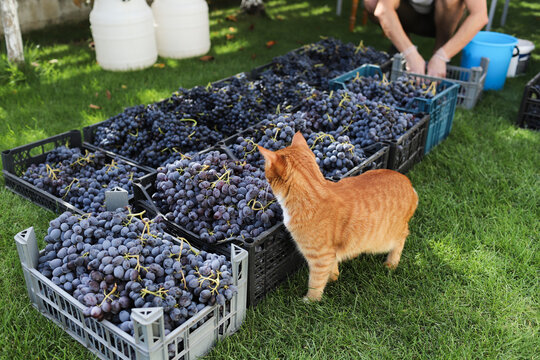  cat looks at the boxes of grapes