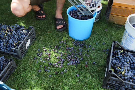 a man presses grapes for wine