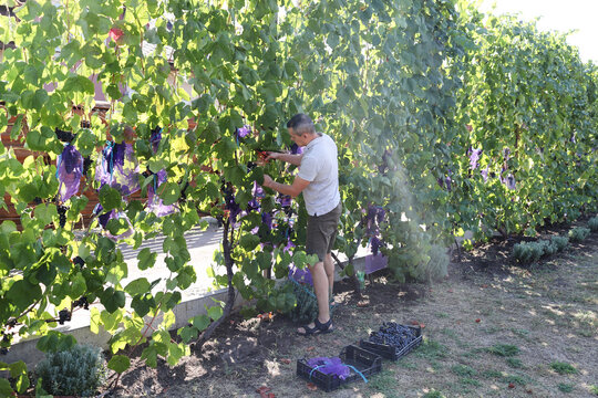 a man cuts grapes in his garden
