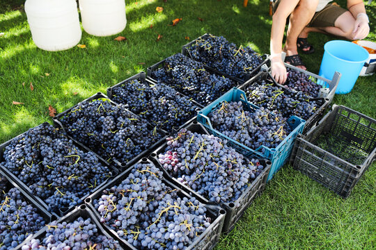 a man presses grapes for wine