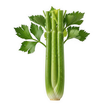 Fresh green celery stalk with leaves isolated on transparent background