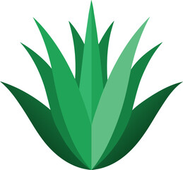 Aloe Vera Succulent Green Botanical Plant Illustration