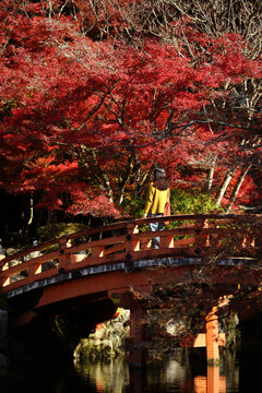 Asian woman standing on bridge with red maple leaves background