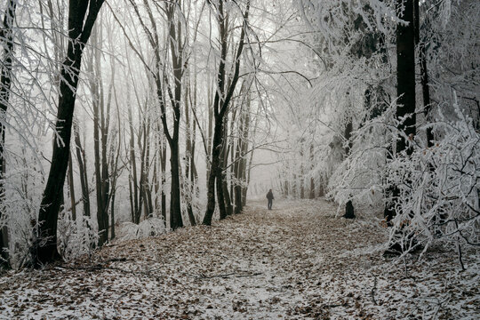 Man walking through a mysterious winter forest