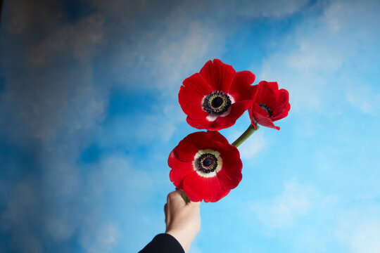 Grabbing anemones  P.O.V.