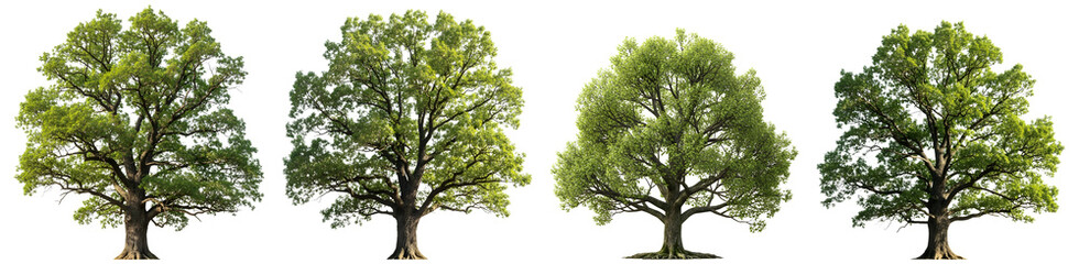 Obraz premium A row of four large, healthy trees with vibrant green leaves